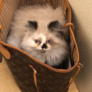 Meet your Posher, Tina